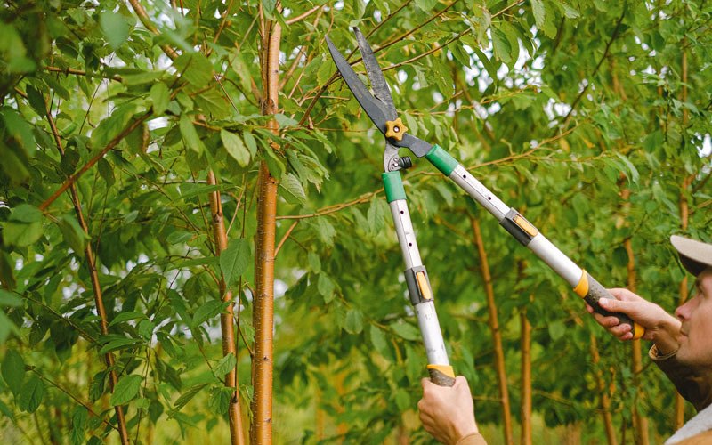 Tree trimming in Okanogan, WA